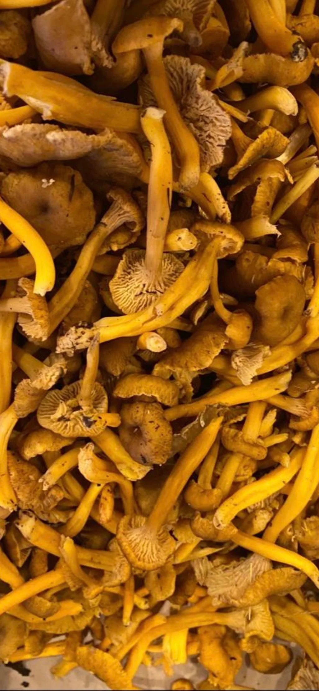 Chanterelles per pound