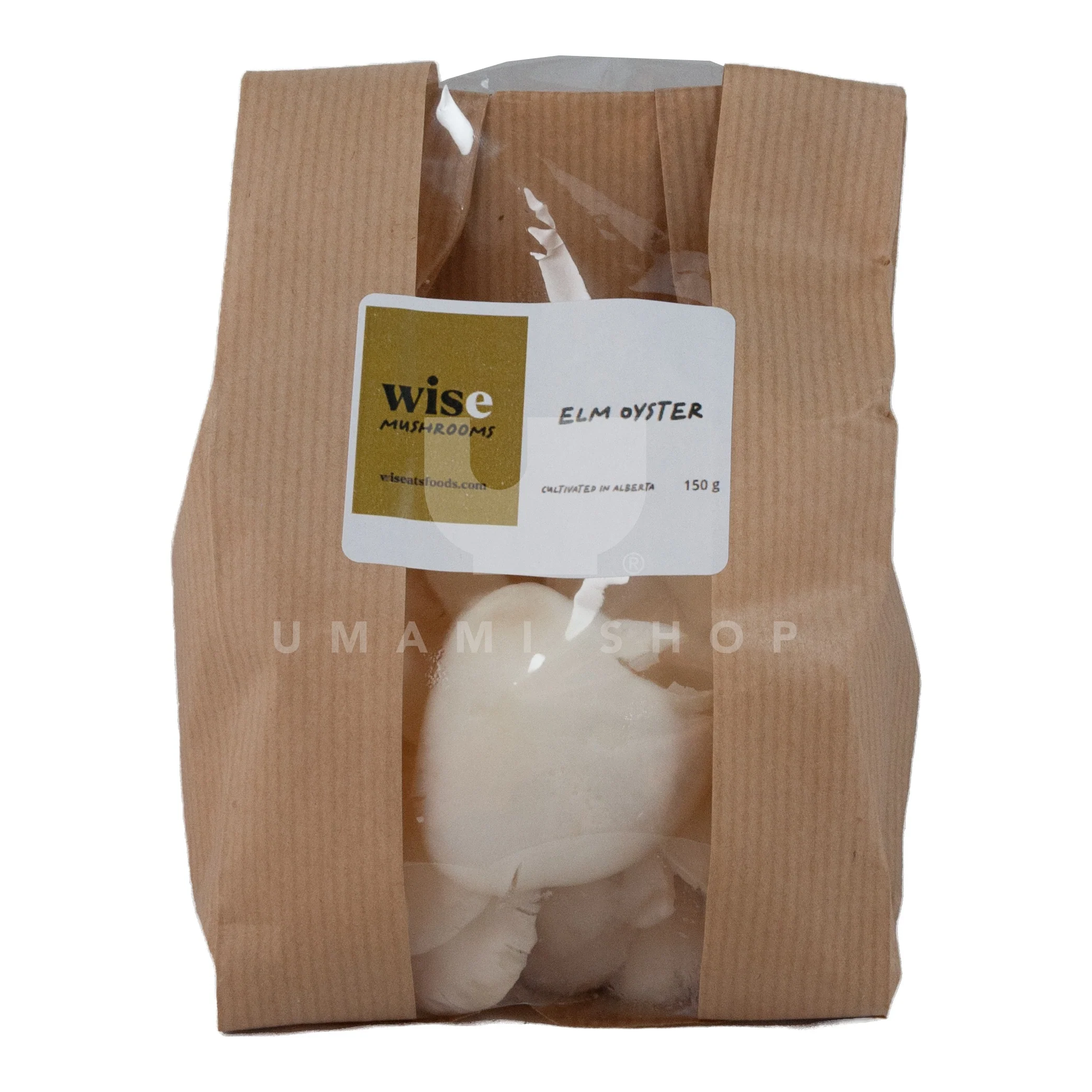 Elm Oyster Mushrooms (Fresh)